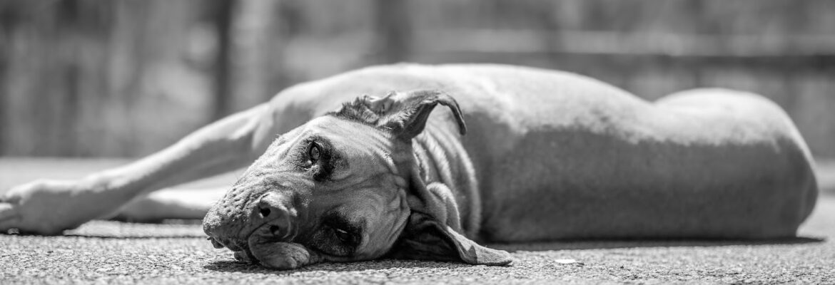 GT Harper Photography