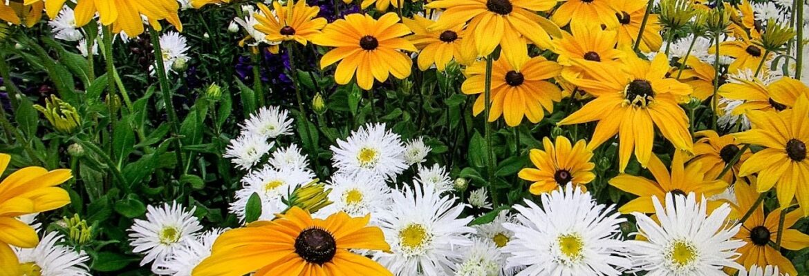 Art of Facts Photography