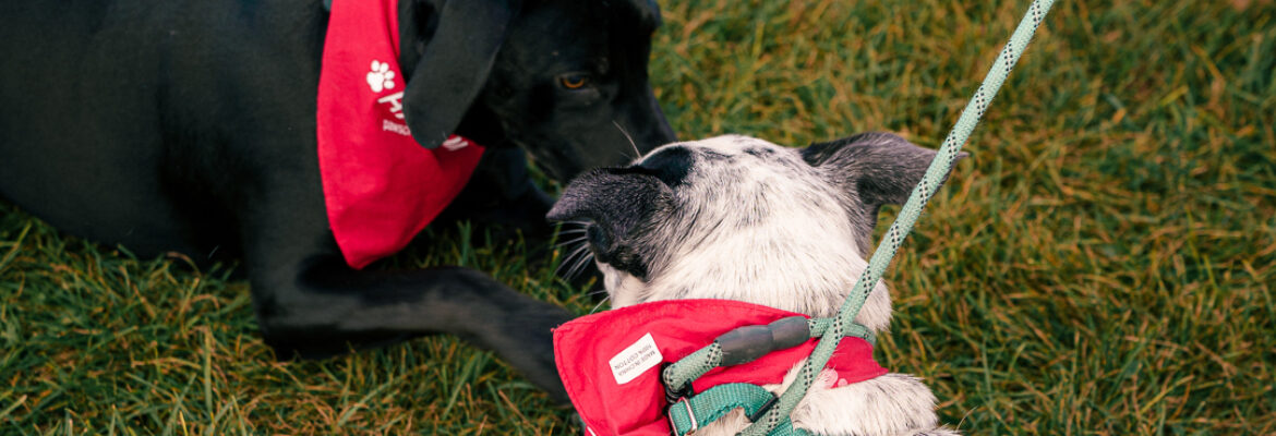 Chicago Canine Camera