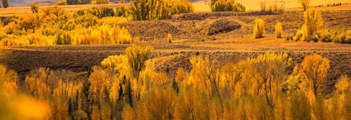 Frankieboy Photography