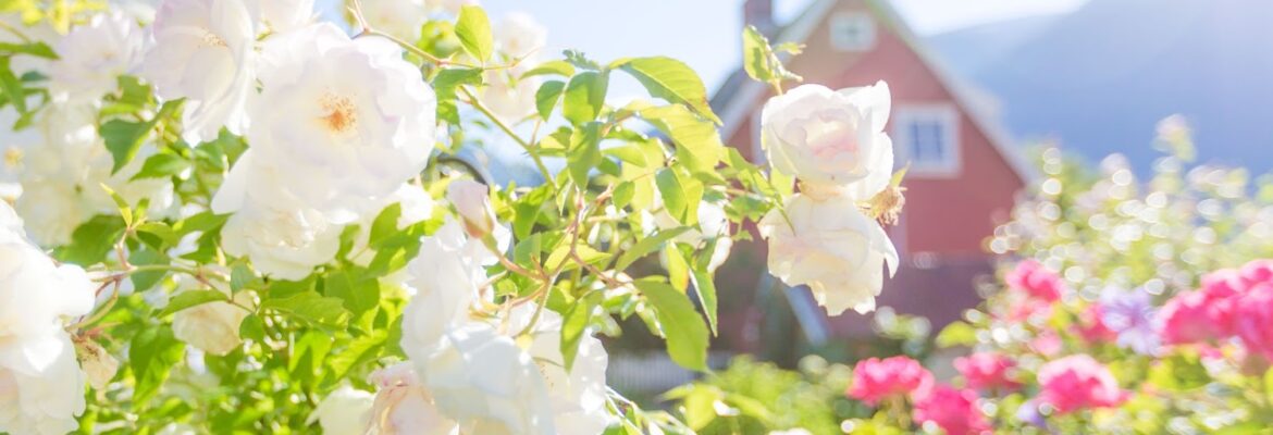 Rebecca Lori Photography