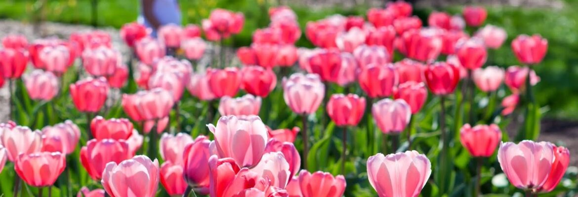 Sharon Gaietto Photography