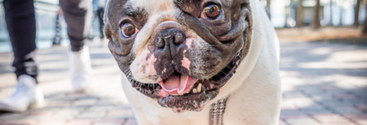 Chris Wong Photography