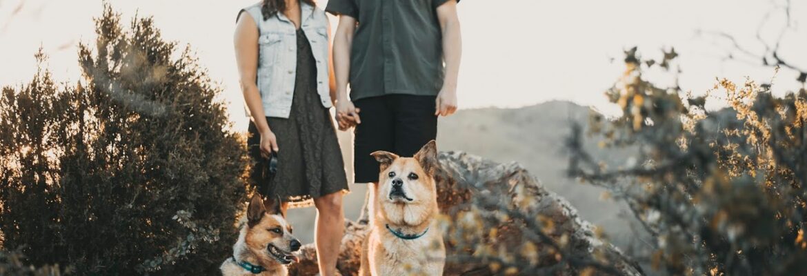 Denver Pet Pics – Pet and Animal Photographer