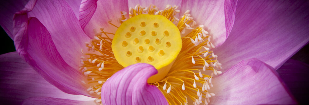 Fritz Gibbon Photography