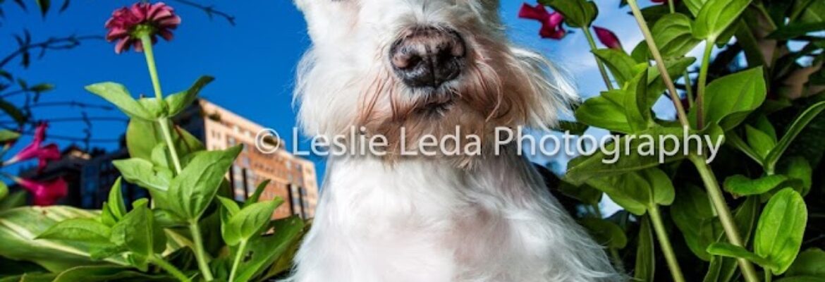 Leslie Leda Photography LLC