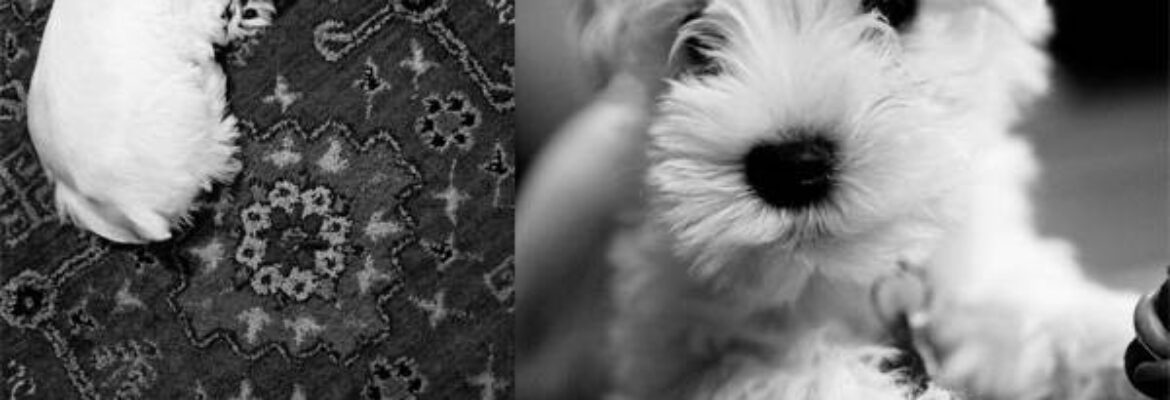 Lulu & Petunia Photography, Inc.