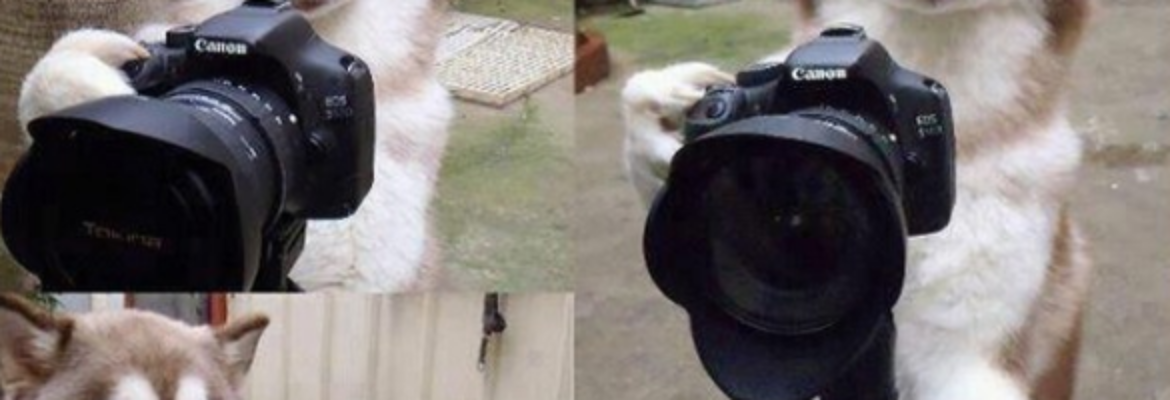 Washington Photo Safari