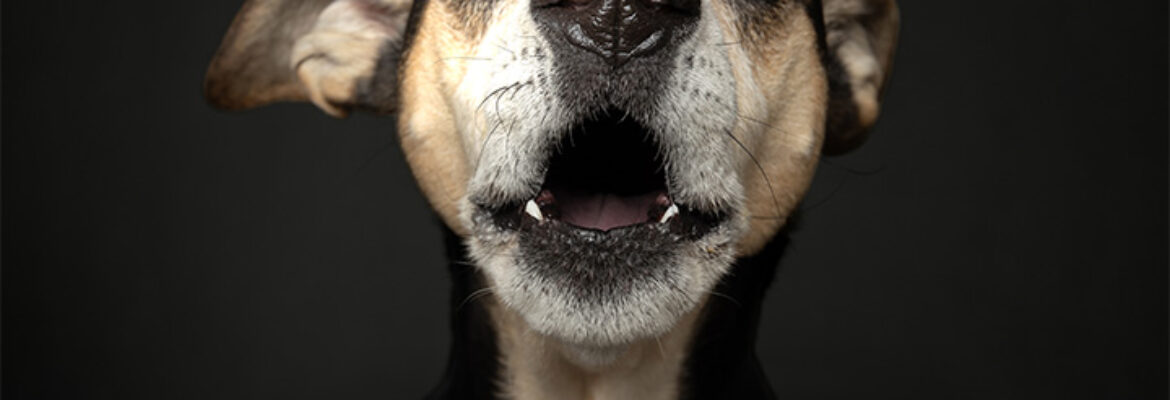 Melanie Witt Photography