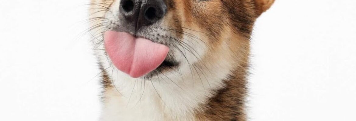 Van & Bella’s, Pet Photography Studio