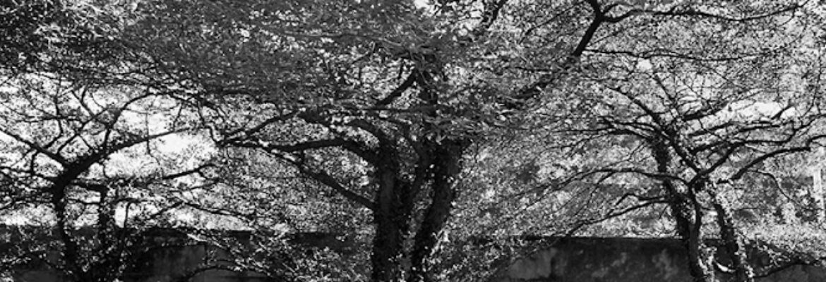 Jeremy Lawson Photography