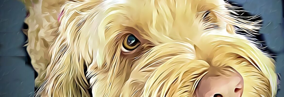 MyPet Image Photography