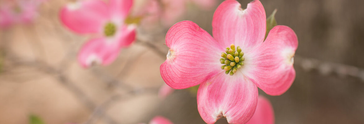 Kelley K Photography
