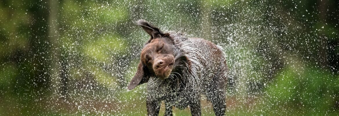 CM Bryson – Atlanta Based Pet Photographer – Specializing in Dog & Equine Photography