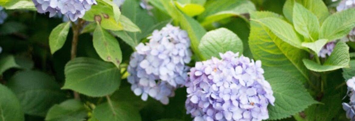 Kate Randolph Photography