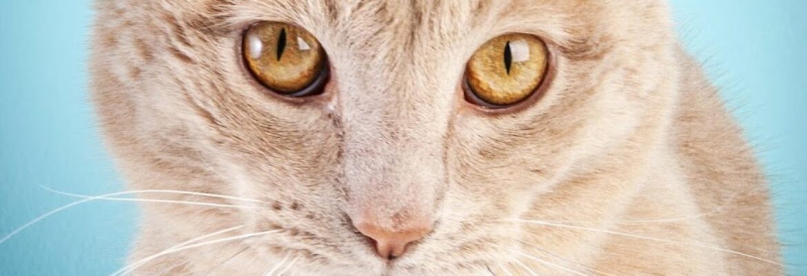 Diego The Pet Photographer