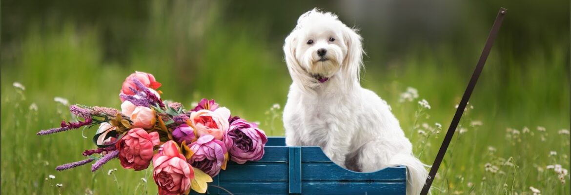 Jenny Froh Photography and Custom Fine Art