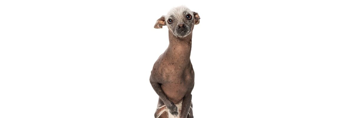 Pet Expressions Photography