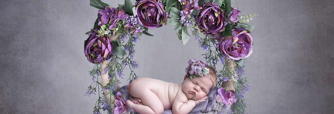 Dahlias and Daisies Photography