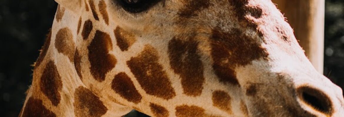 Kalen Kemp Photography