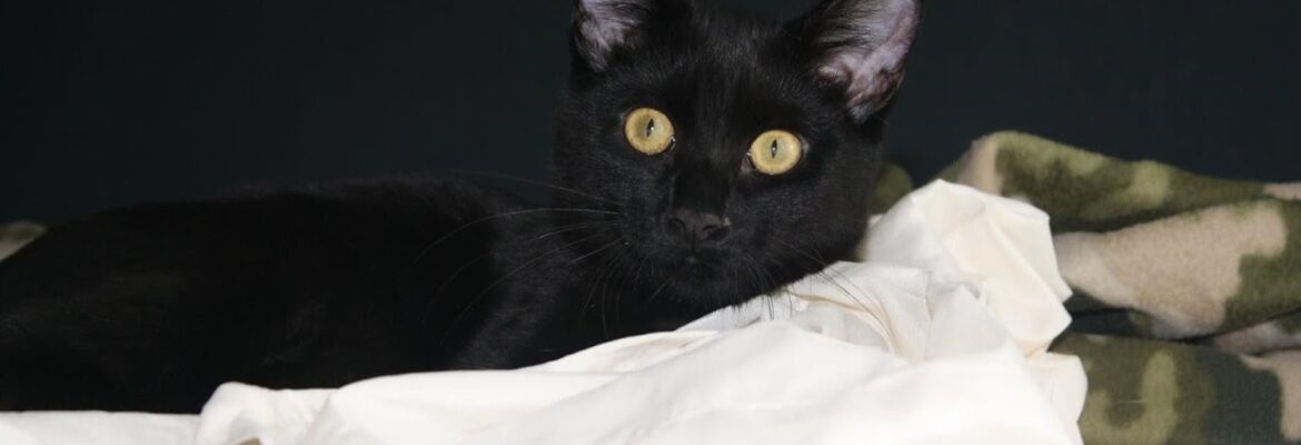 Shay’s Photography