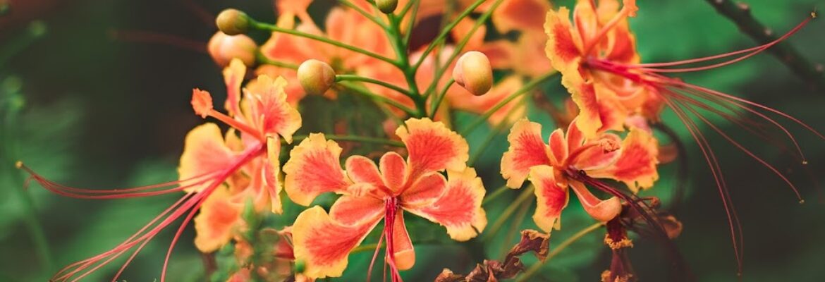 Serren Bouska Hollingsworth (SBH) Photography