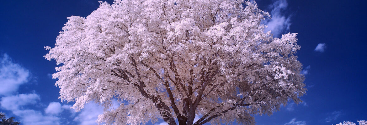 David Alpuche Photography