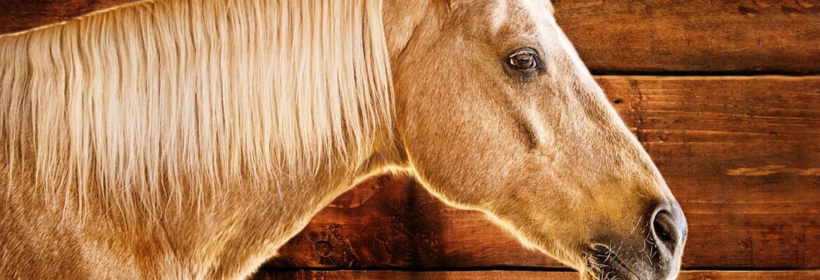 For Evermore Pet and Family Photography