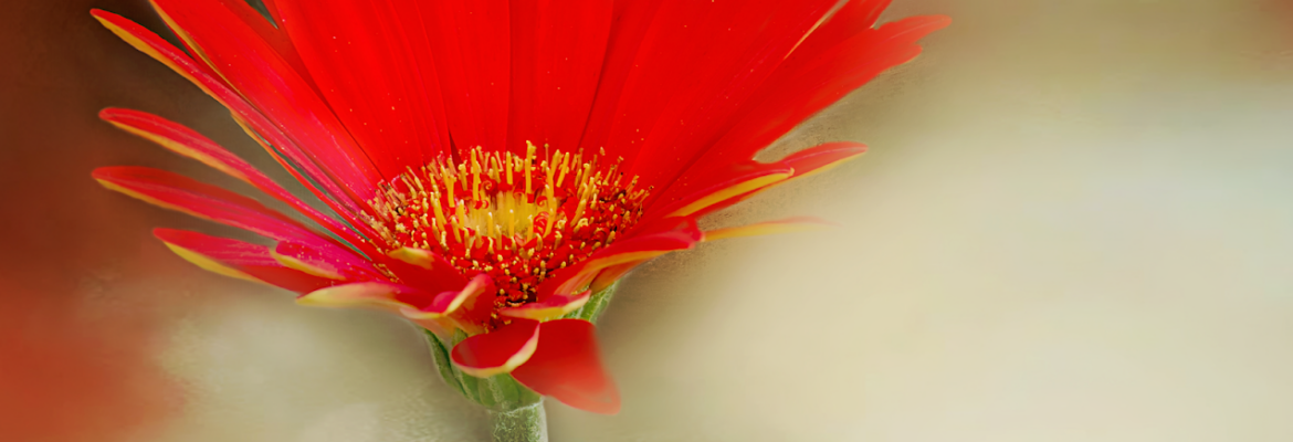 Gwen Gibson Photography