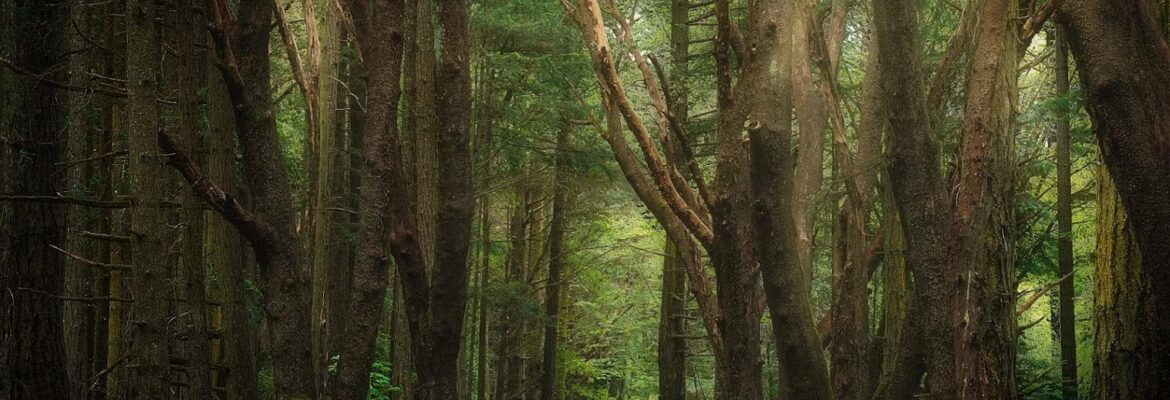 Fox and Fern Photography