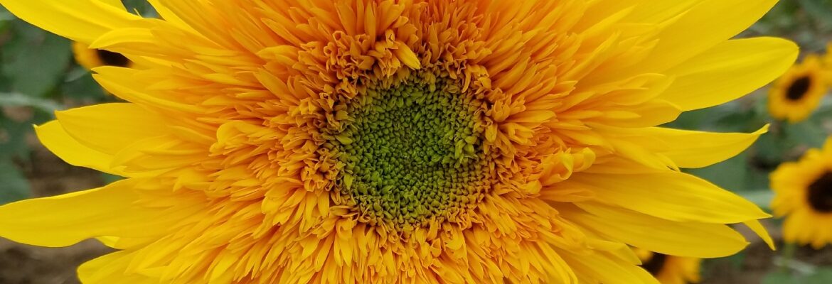 Debbie Shannon Photography