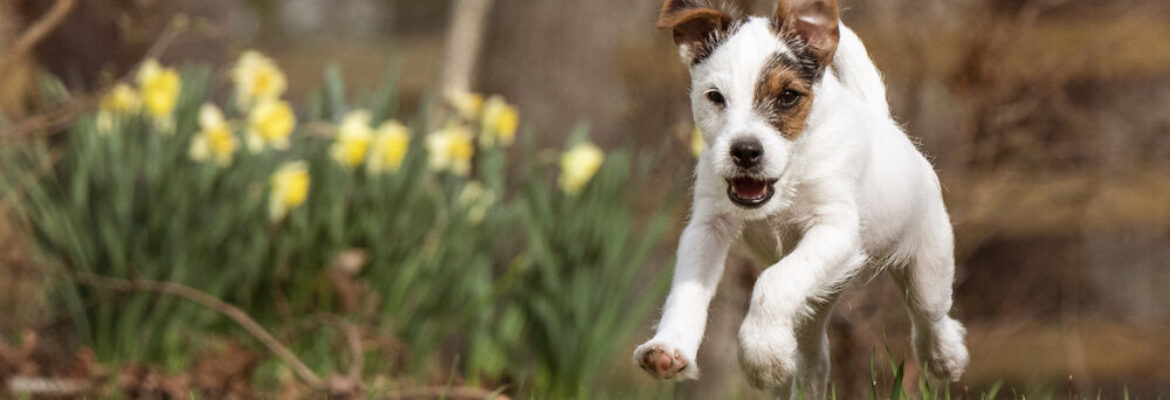 Julie McGuire Pet Photography