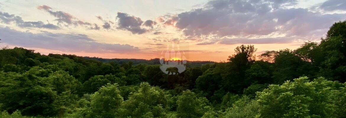 Black Bear Photography LLC