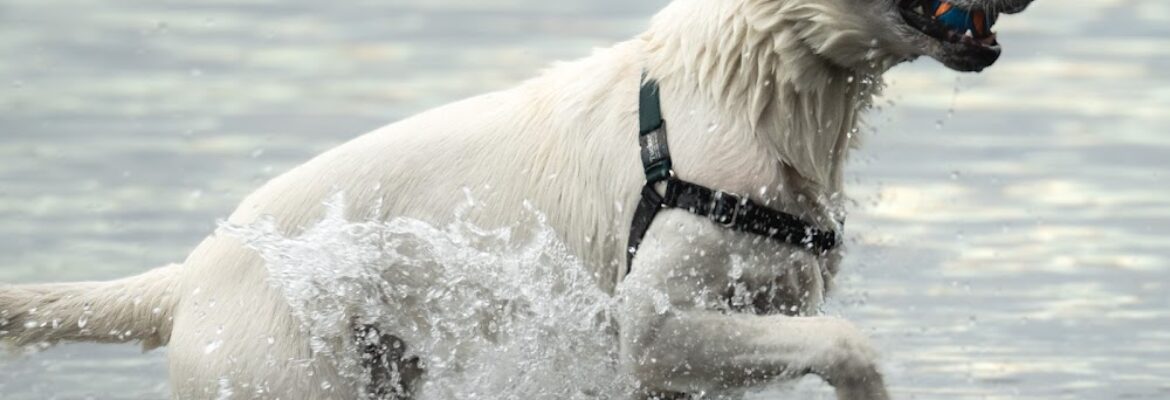 Lex Aulum Photography