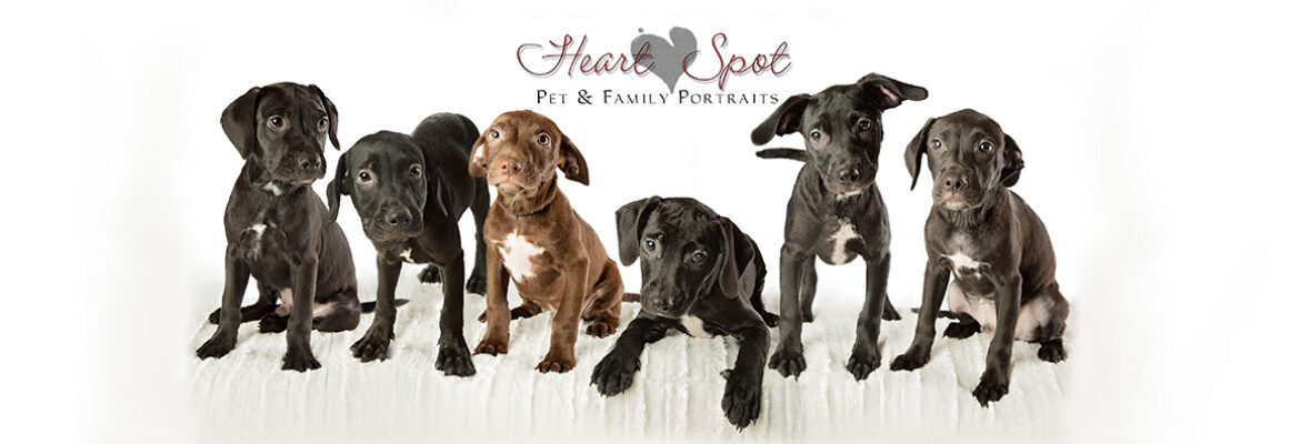 Heart Spot Pet & Family Portraits