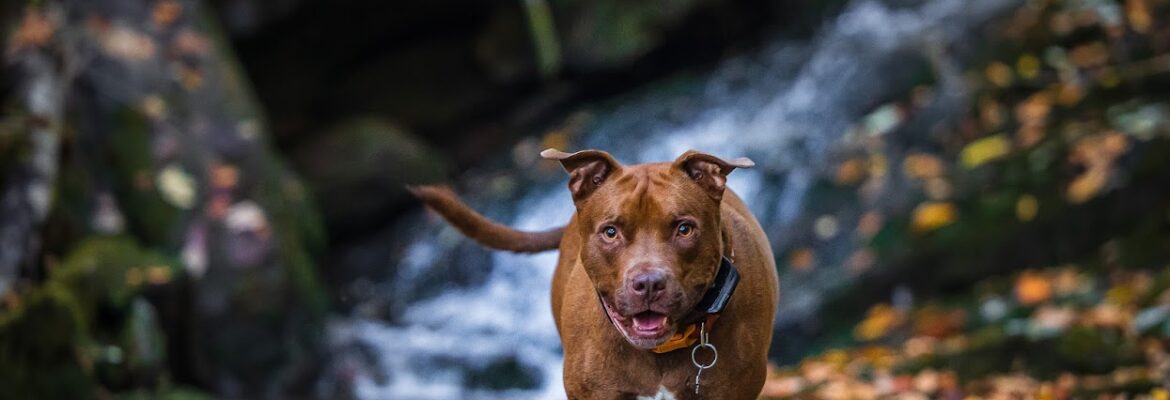 Brad Wilser Creative