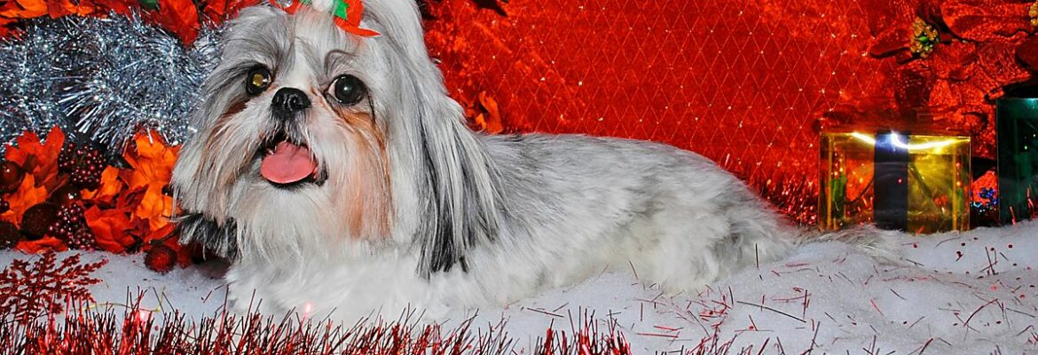 All Pet Studio