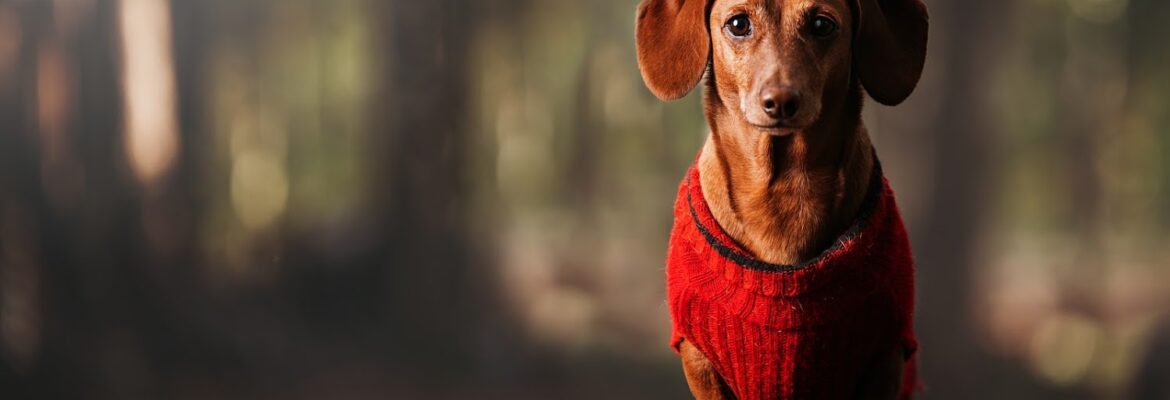 K. Hoogkamp Photography