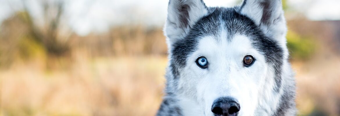 Dog Anthology Pet Photography