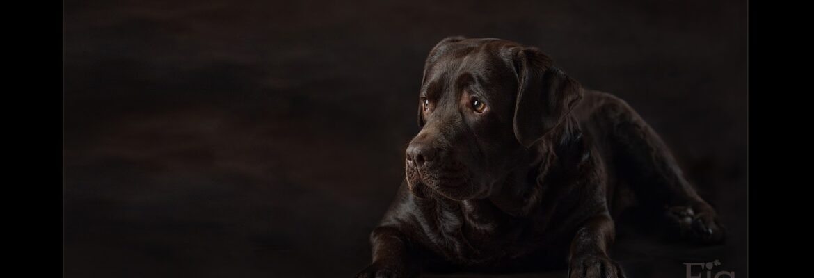 Fig Photography