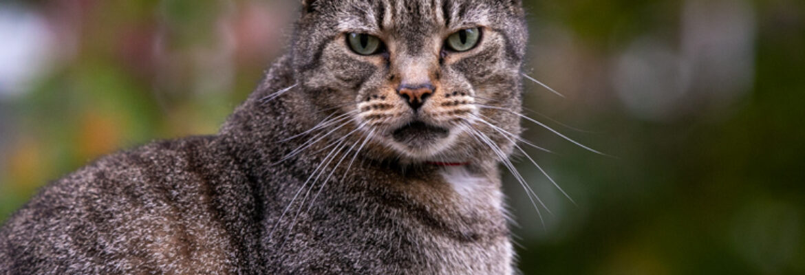 Pets in the Wild Photography