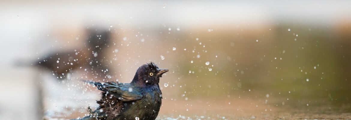 Arthur Kobin Photography