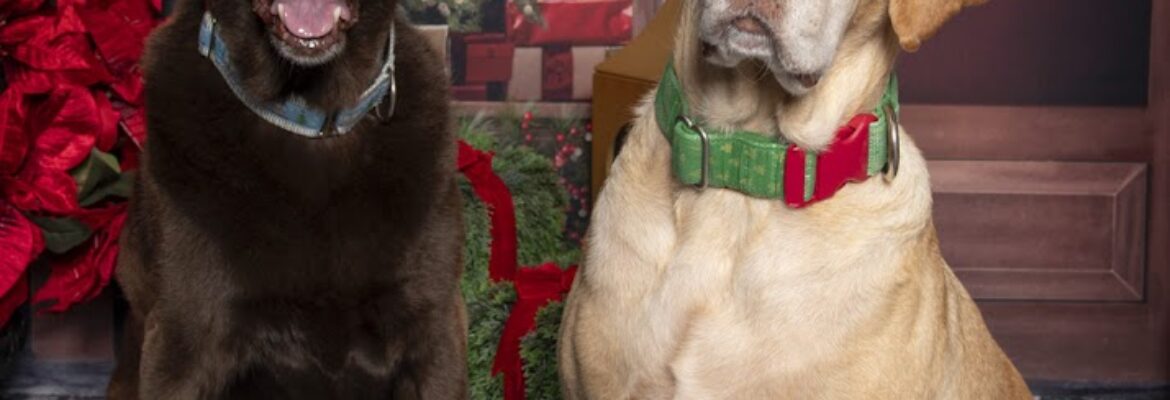 Reflections by Rhiannon