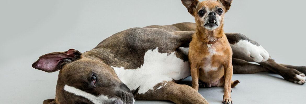 Pet Photos By Olin