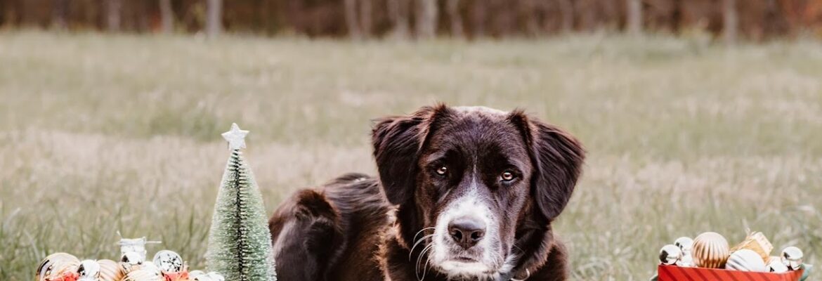 Dawkins Creek Photography