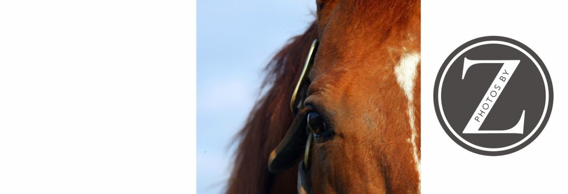 Photos by Z