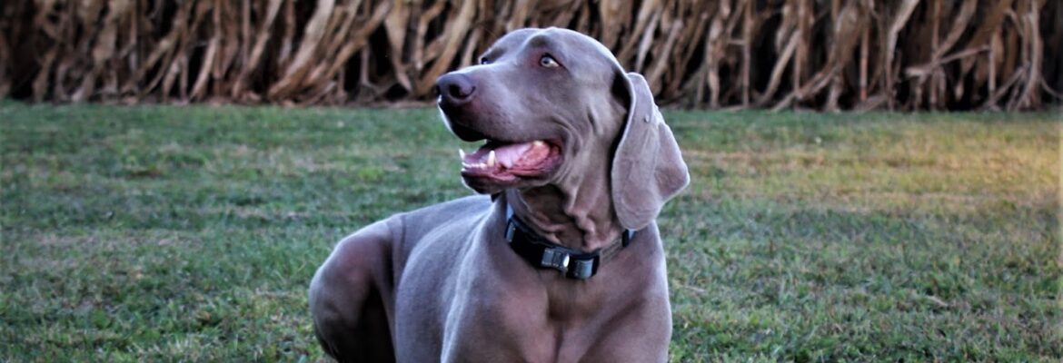 Southern Illinois Pet Photography