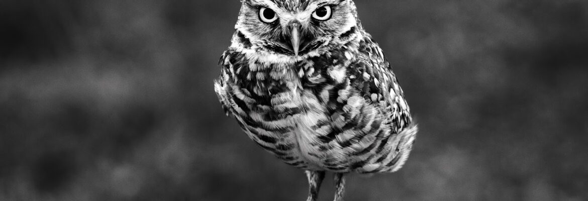 Simply Focused Photography