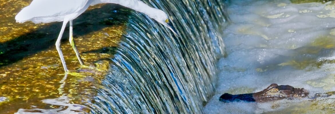 Lowcountry Photos
