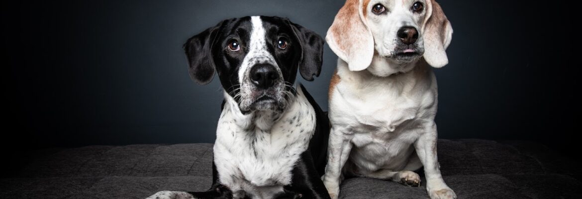 Slobbery Dog Photography